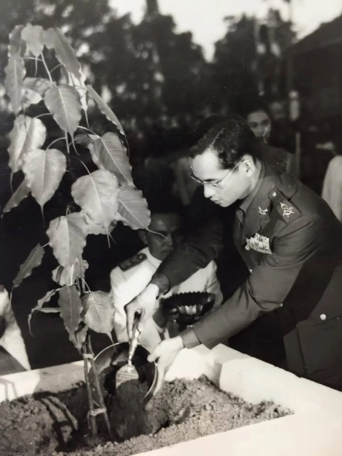 "ต้นไม้ของพ่อ"ที่ทรงปลูกไว้เมื่อครั้งเสด็จกาญจนบุรี