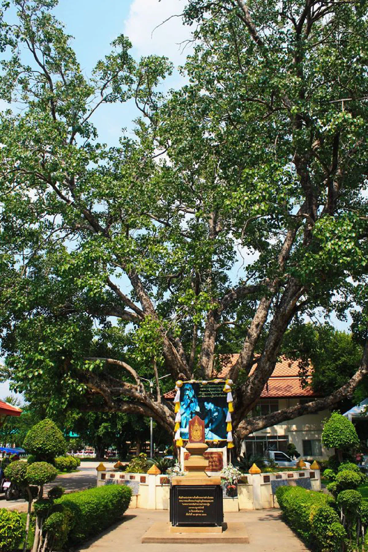 "ต้นไม้ของพ่อ"ที่ทรงปลูกไว้เมื่อครั้งเสด็จกาญจนบุรี