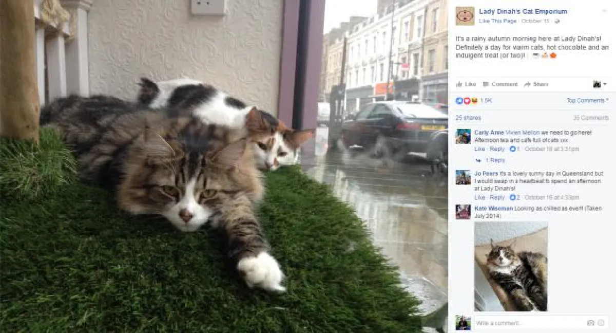 Music specially created for cats