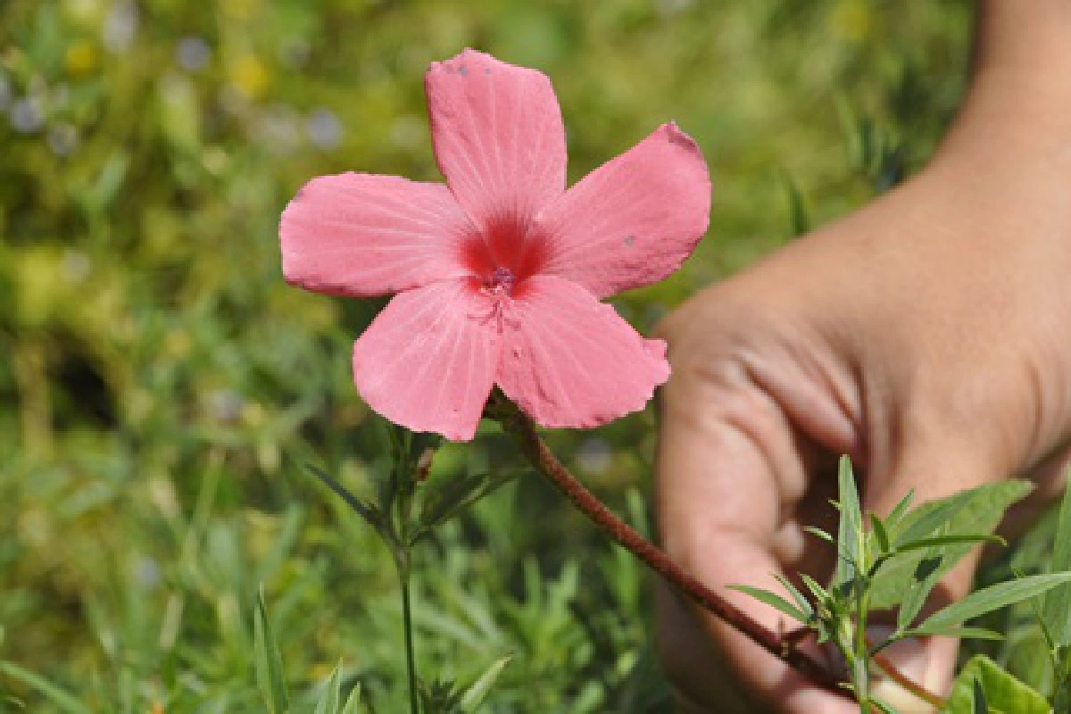 ‘โคราช’ อนุรักษ์ดอกไม้ป่าทรงโปรด รำลึก 61 ปี เสด็จฯ เยี่ยมราษฎร