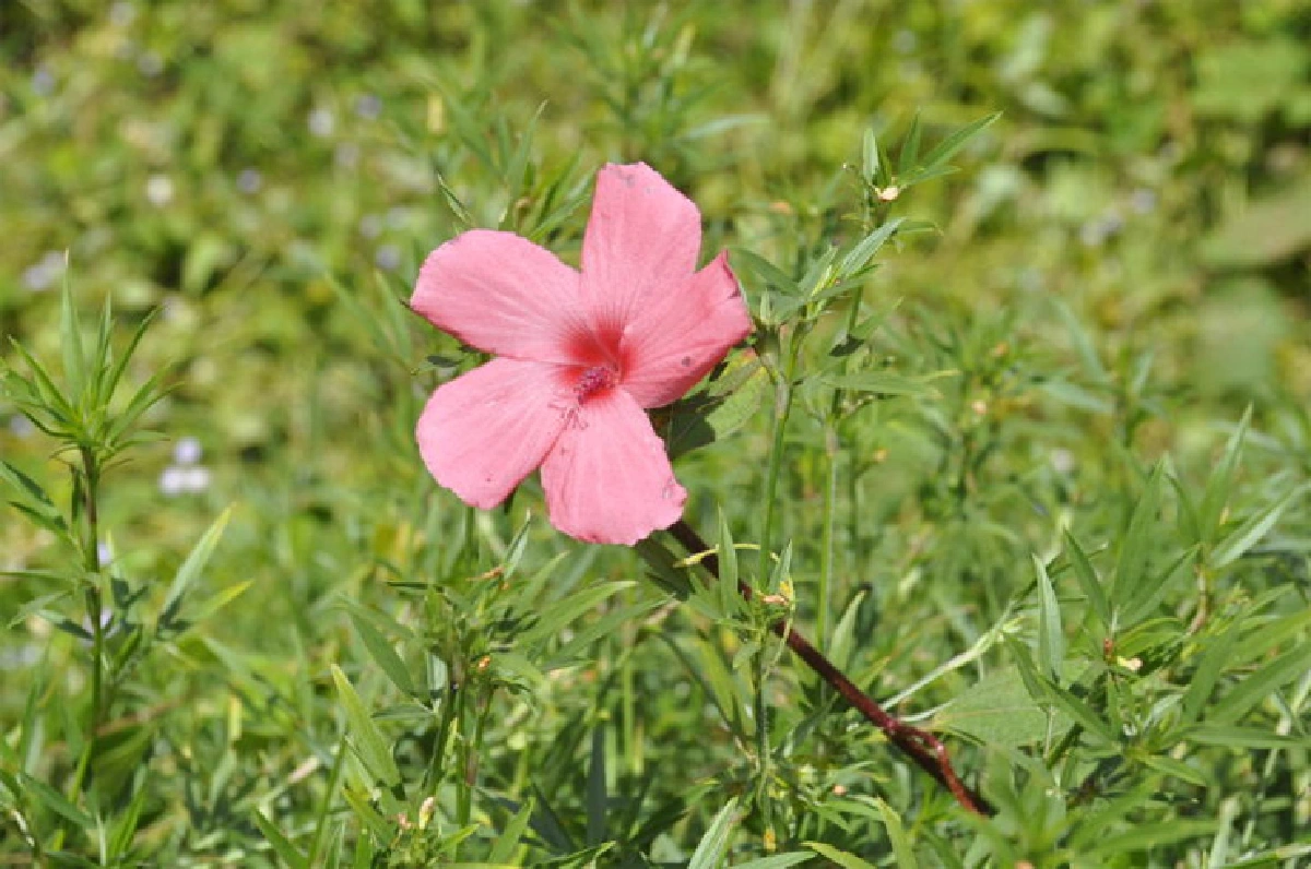 ‘โคราช’ อนุรักษ์ดอกไม้ป่าทรงโปรด รำลึก 61 ปี เสด็จฯ เยี่ยมราษฎร