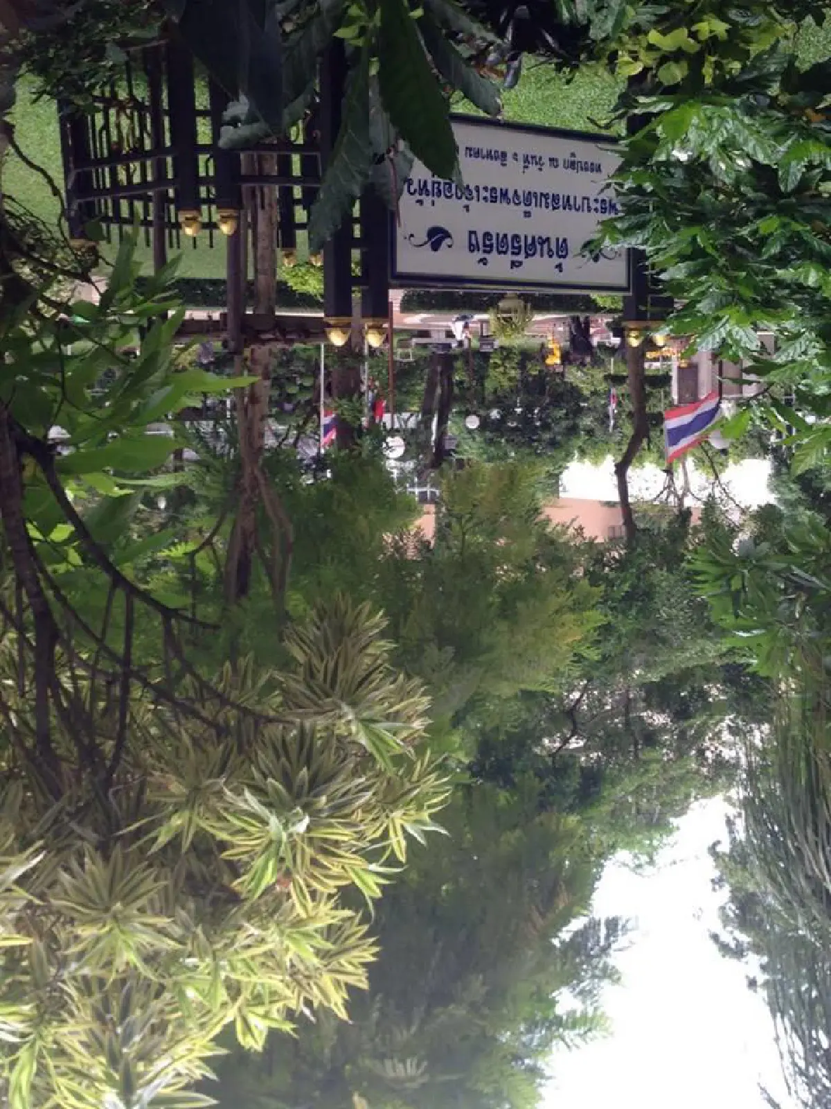 ต้นศรีตรัง "ต้นไม้ของพ่อในศิริราช" ที่เหลือเพียงความทรงจำ