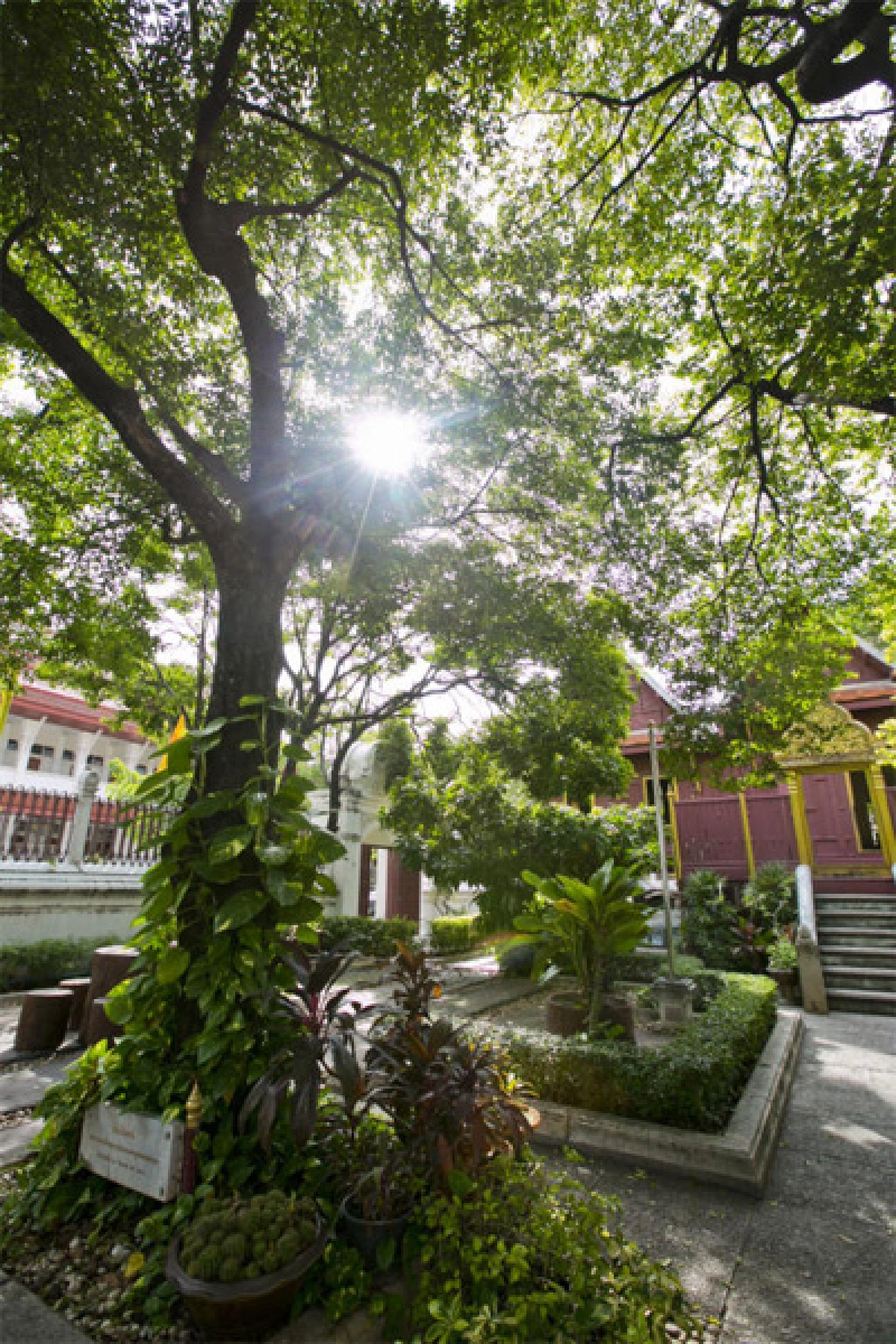 ต้นไม้ทรงปลูก ตลอด 70 ปีครองราชย์