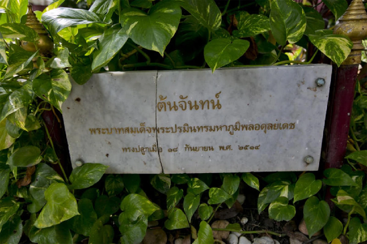 ต้นไม้ทรงปลูก ตลอด 70 ปีครองราชย์