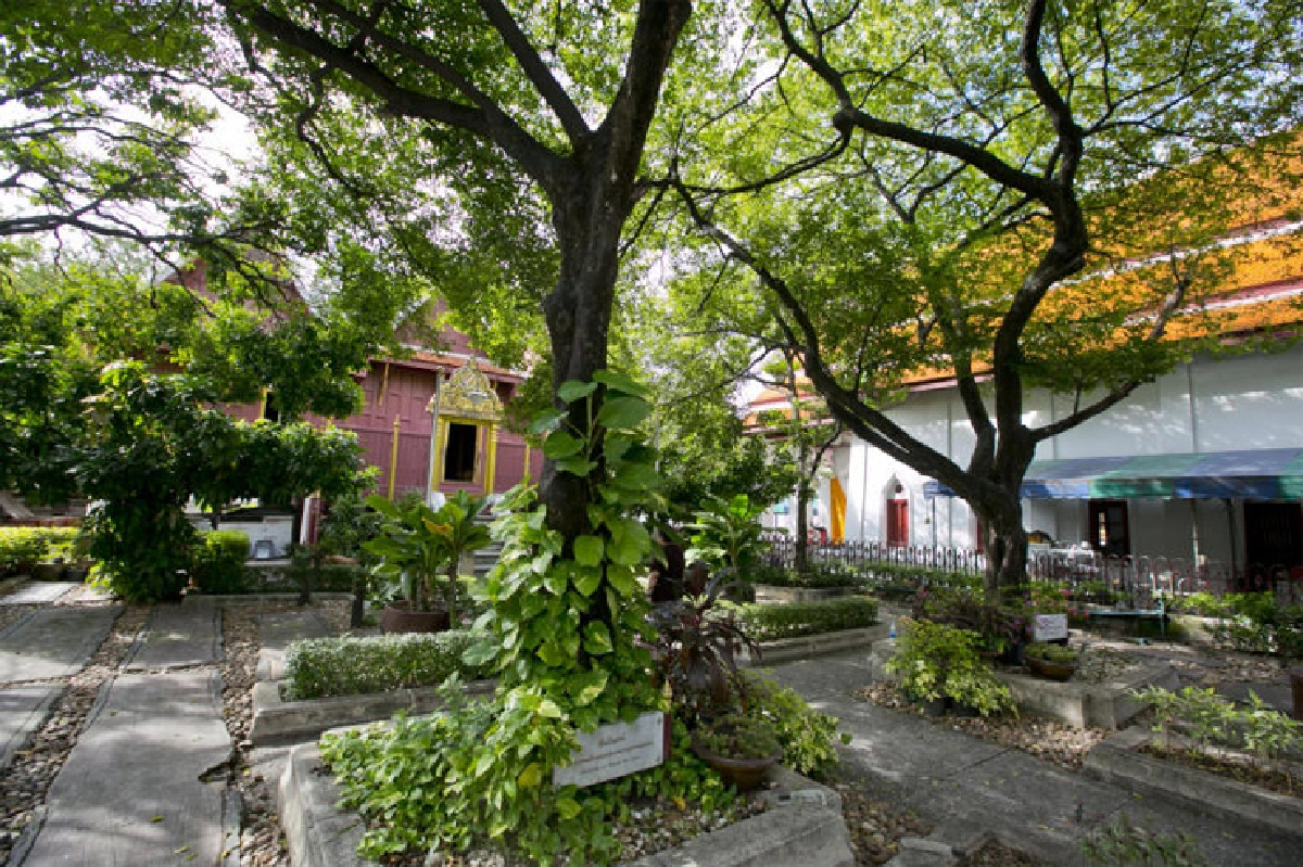 ต้นไม้ทรงปลูก ตลอด 70 ปีครองราชย์