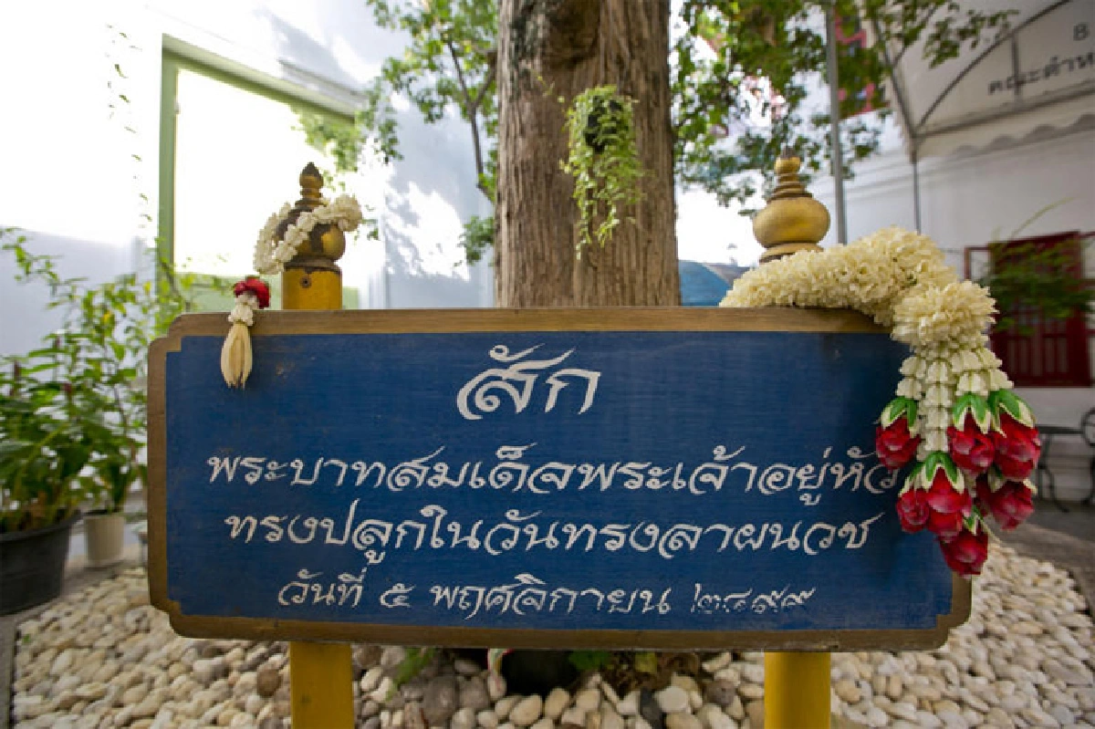 ต้นไม้ทรงปลูก ตลอด 70 ปีครองราชย์