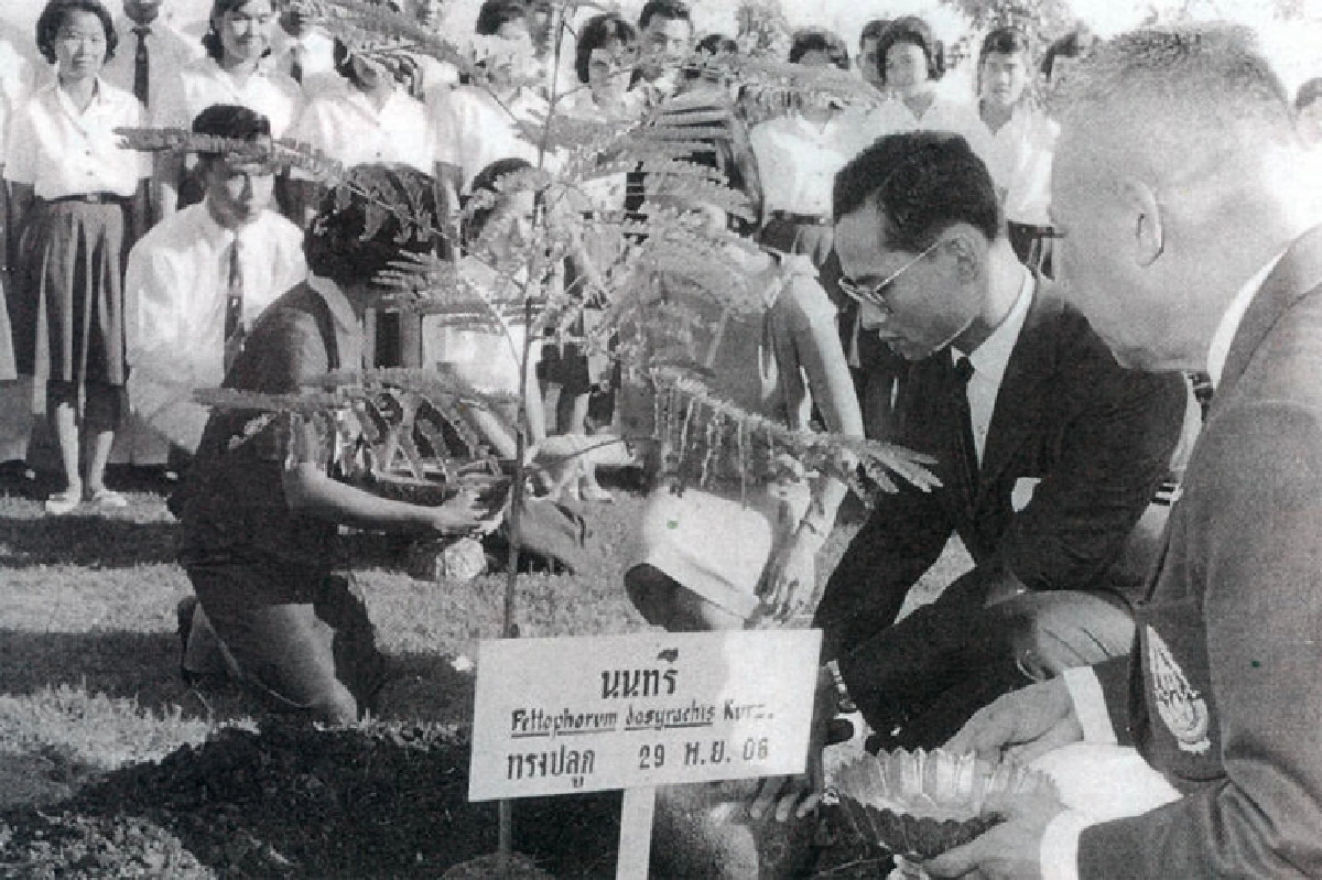 ต้นไม้ทรงปลูก ตลอด 70 ปีครองราชย์