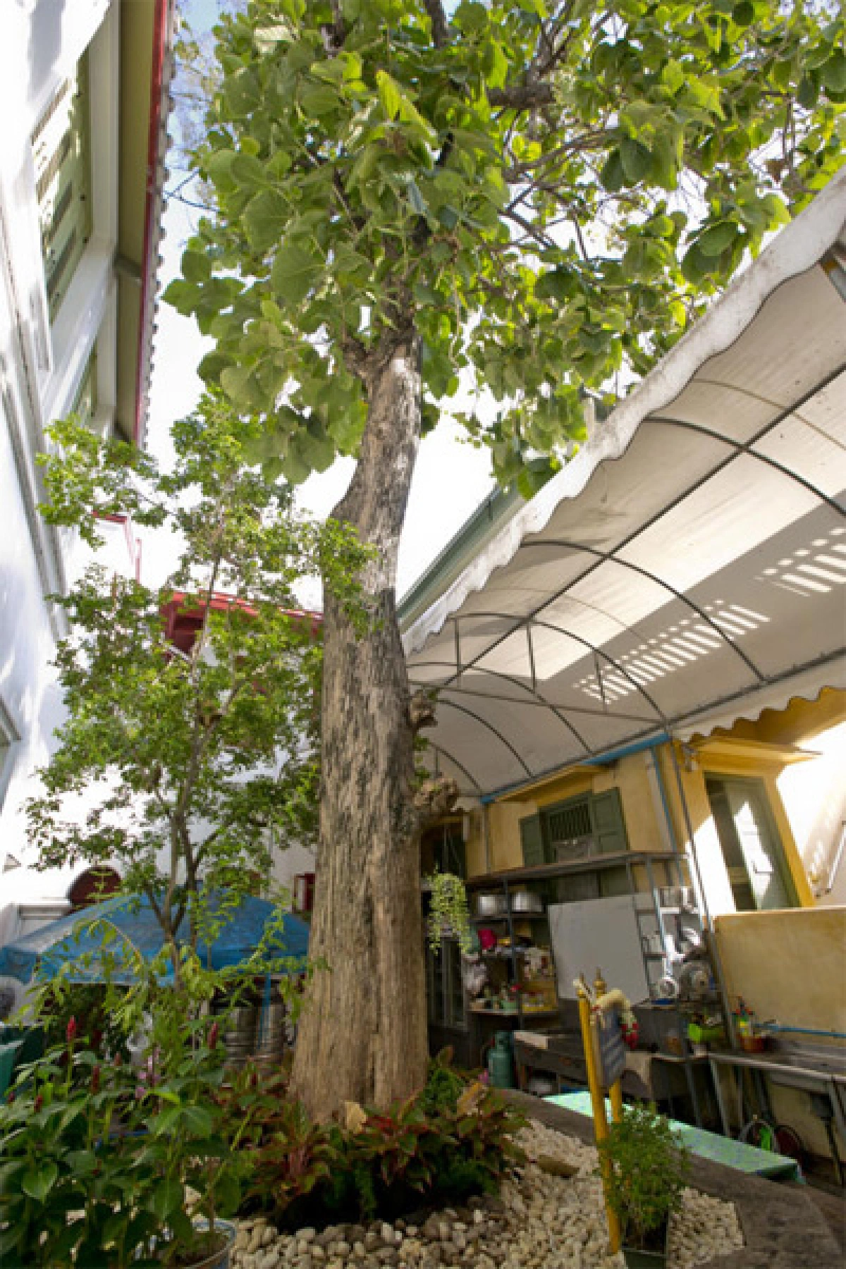 ต้นไม้ทรงปลูก ตลอด 70 ปีครองราชย์