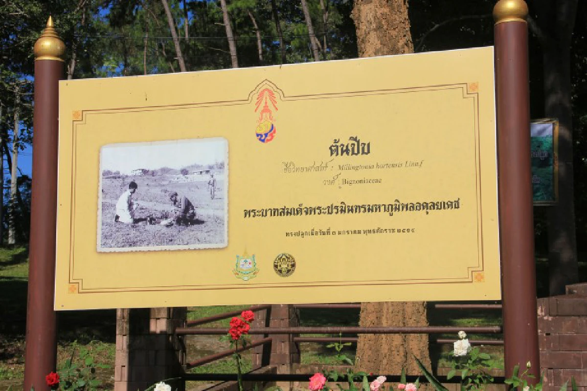 สถาบันคชบาลพาชมต้นปีบที่ร.9เคยทรงปลูกเมื่อ45ปีก่อน