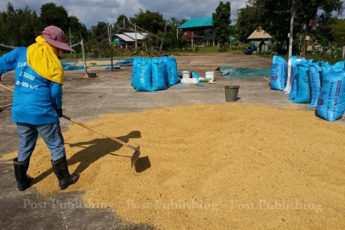 เกษตรฯเปิดจุดรับซื้อข้าวเปลือกจากชาวนา เกษตรฯเปิดจุดรับซื้อข้าวเปลือกจากชาวนา