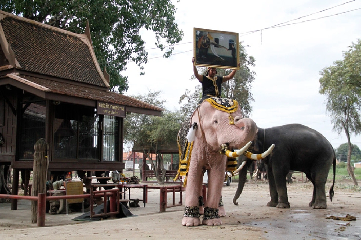ช้างพลายงางาม10เชือกไปถวายบังคมพระบรมศพ8พ.ย.