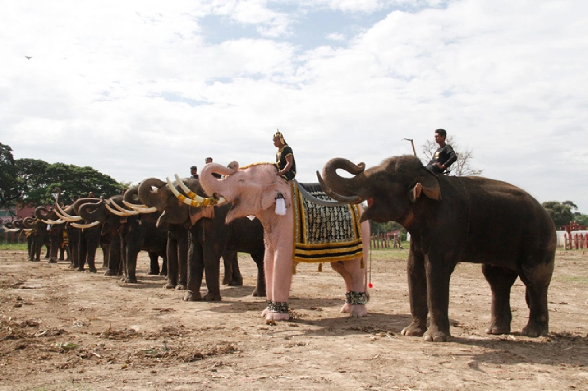 ช้างพลายงางาม10เชือกไปถวายบังคมพระบรมศพ8พ.ย.