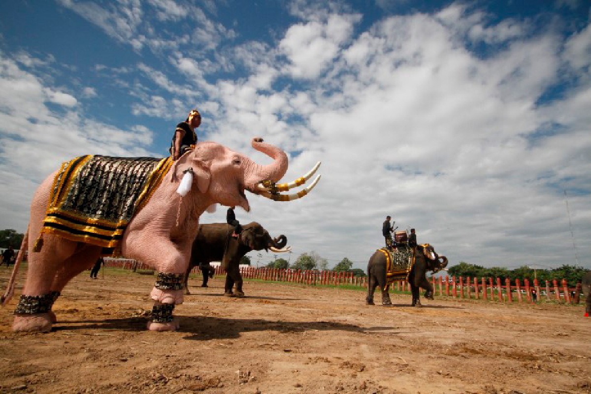 ช้างพลายงางาม10เชือกไปถวายบังคมพระบรมศพ8พ.ย. ช้างพลายงางาม10เชือกไปถวายบังคมพระบรมศพ8พ.ย.