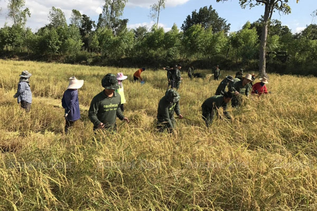 Direct-sale rice markets spring up in growing areas