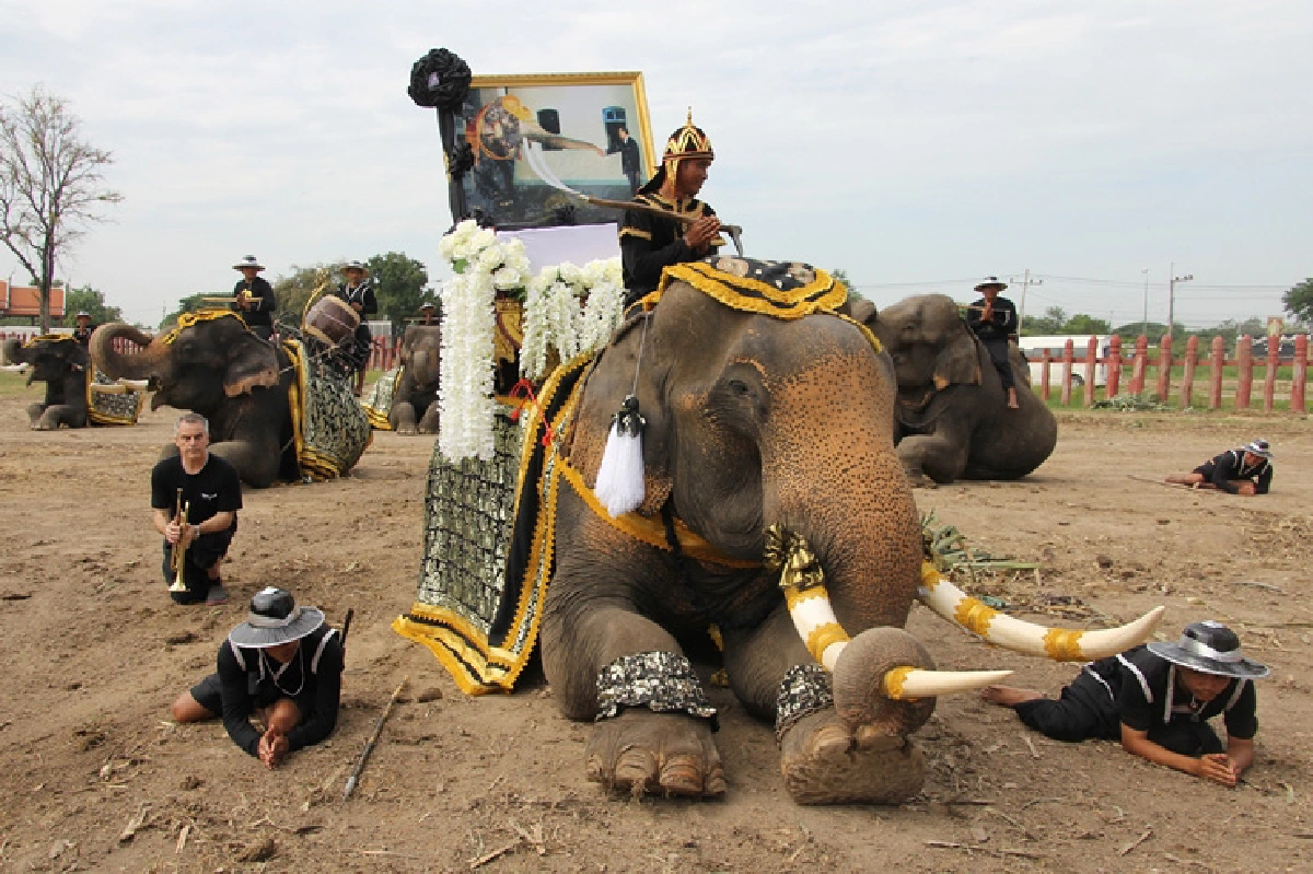 ช้าง10เชือกซ้อมใหญ่เต็มยศเตรียมเข้าถวายสักการะ
