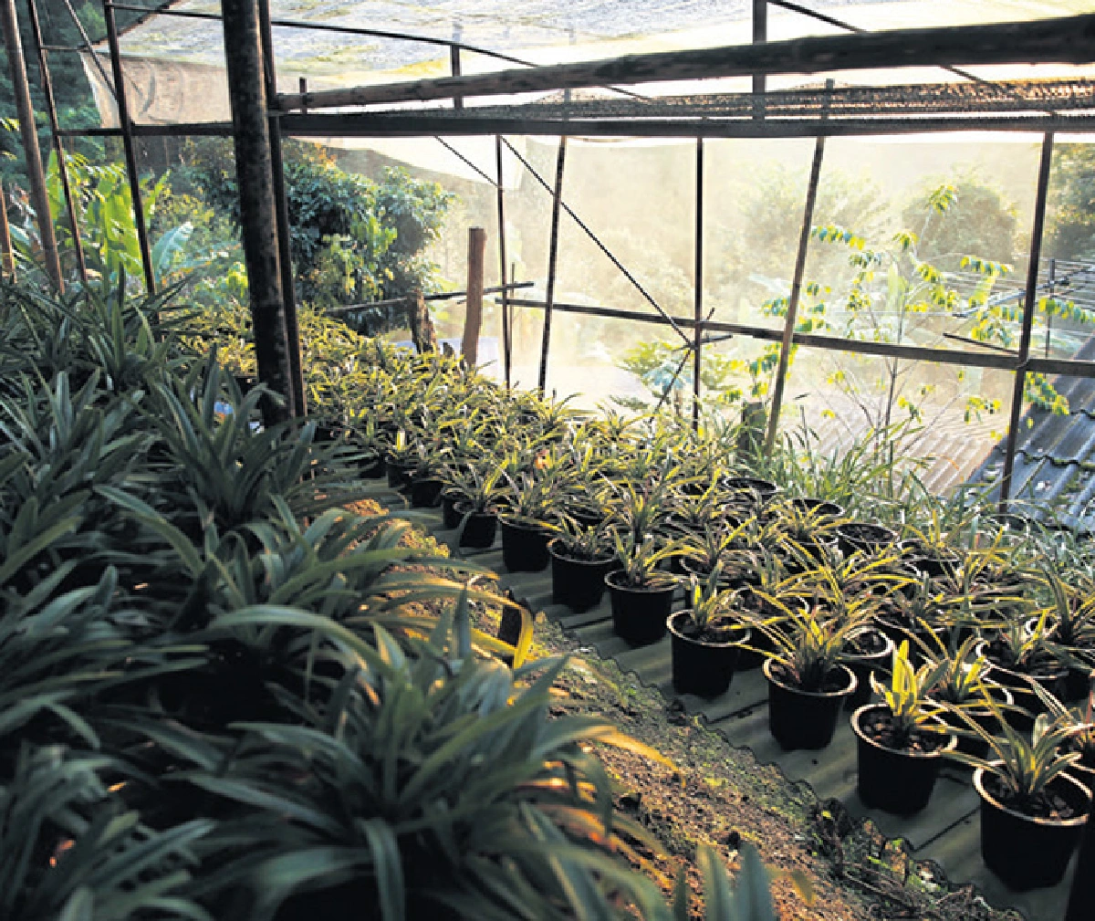 ตามรอยเสด็จฯ ในเมืองเล็ก ‘แม่กำปอง’