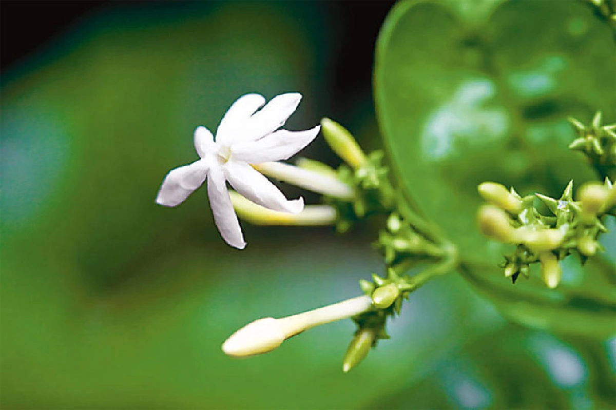 3 พรรณไม้พระนาม