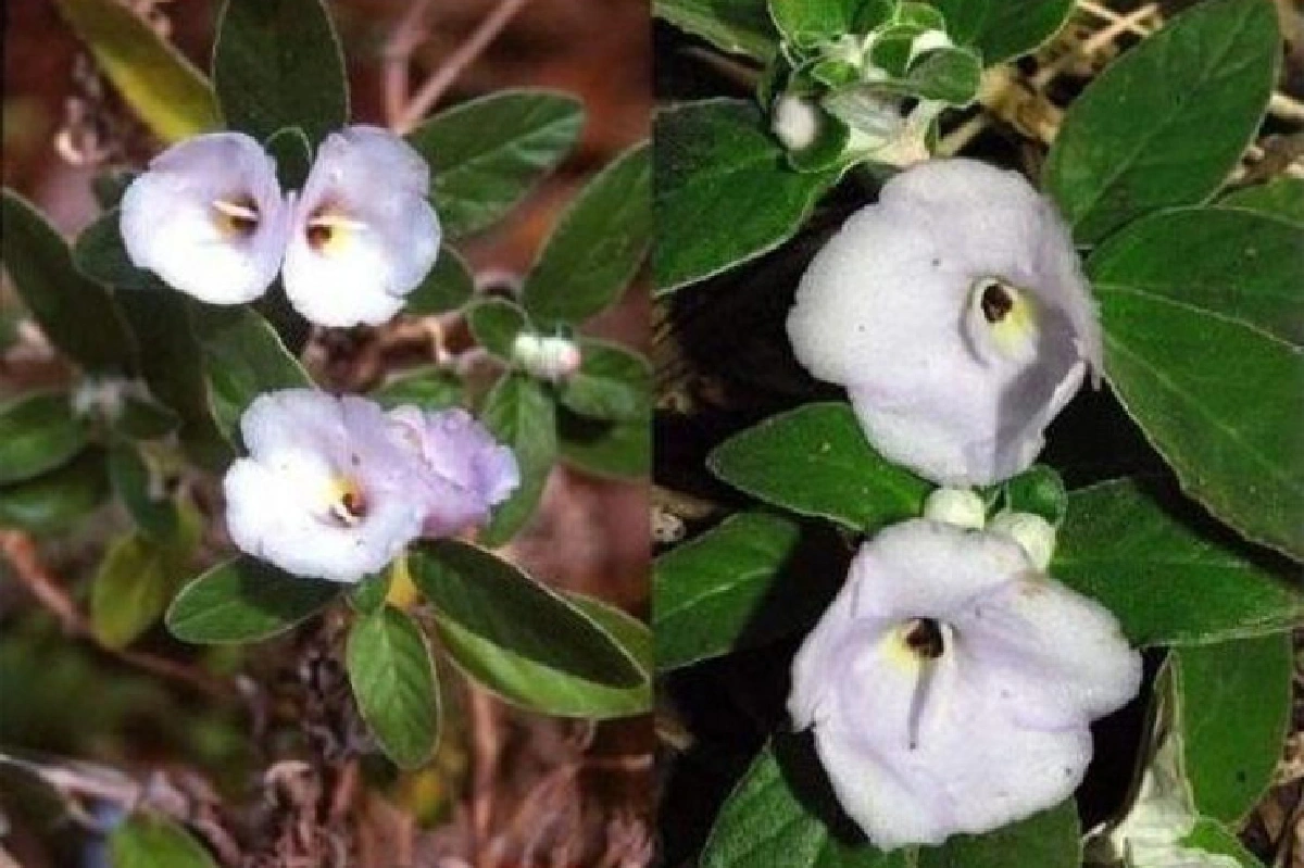 3 พรรณไม้พระนาม