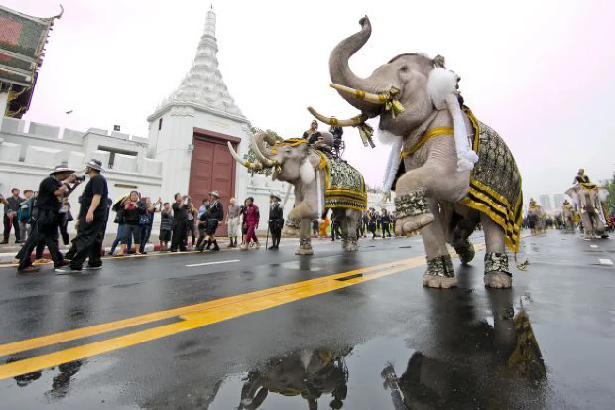 Elephants pay their respects to King Bhumibol