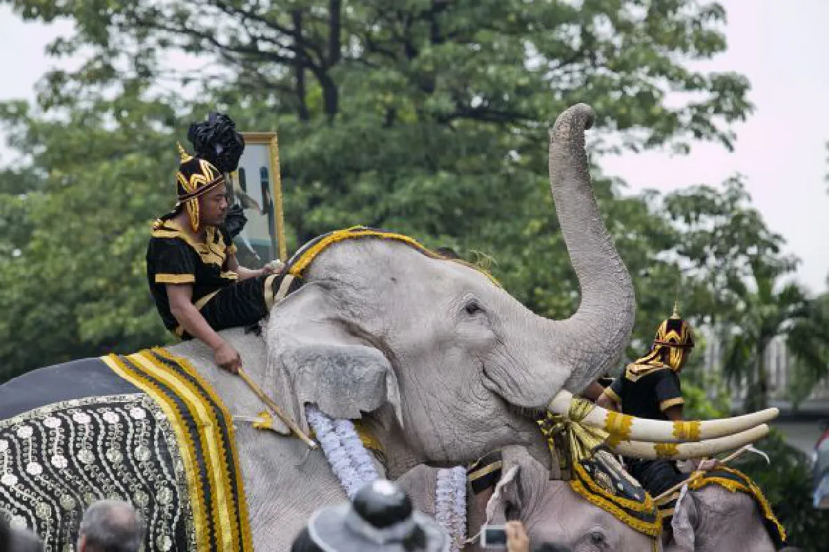 Elephants pay their respects to King Bhumibol