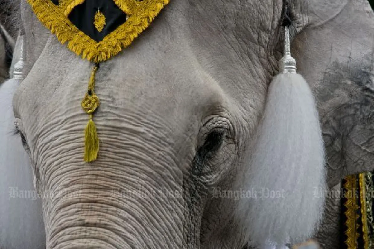 Elephants pay their respects to King Bhumibol