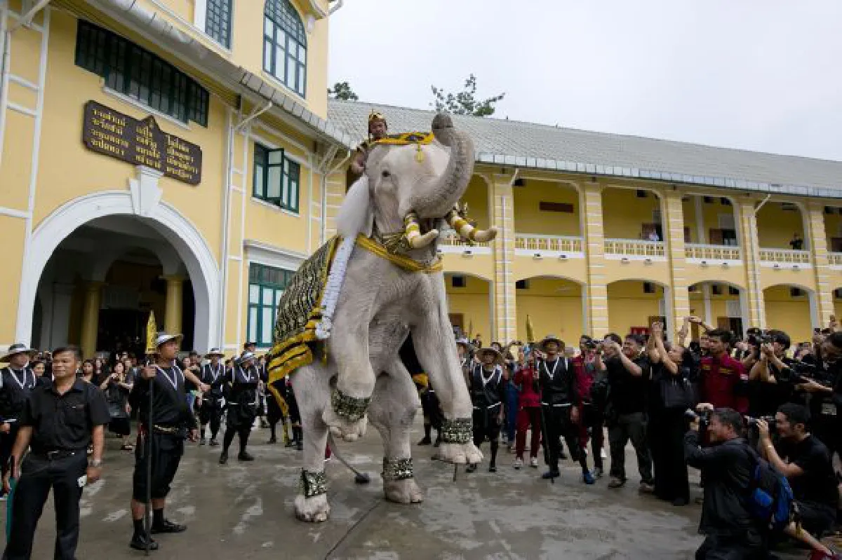 Elephants pay their respects to King Bhumibol