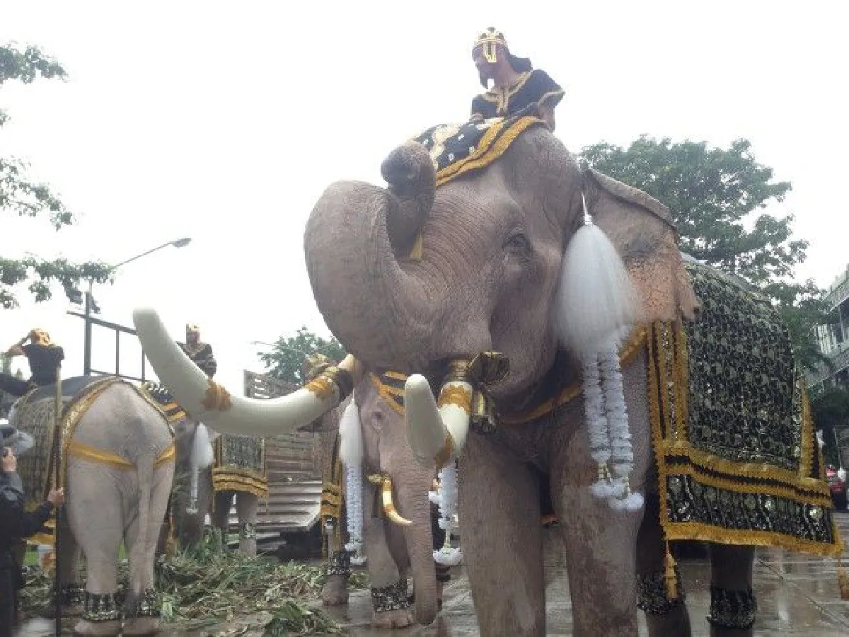 ขบวนช้างอยุธยาถวายสักการะพระบรมศพหน้าพระบรมมหาราชวัง