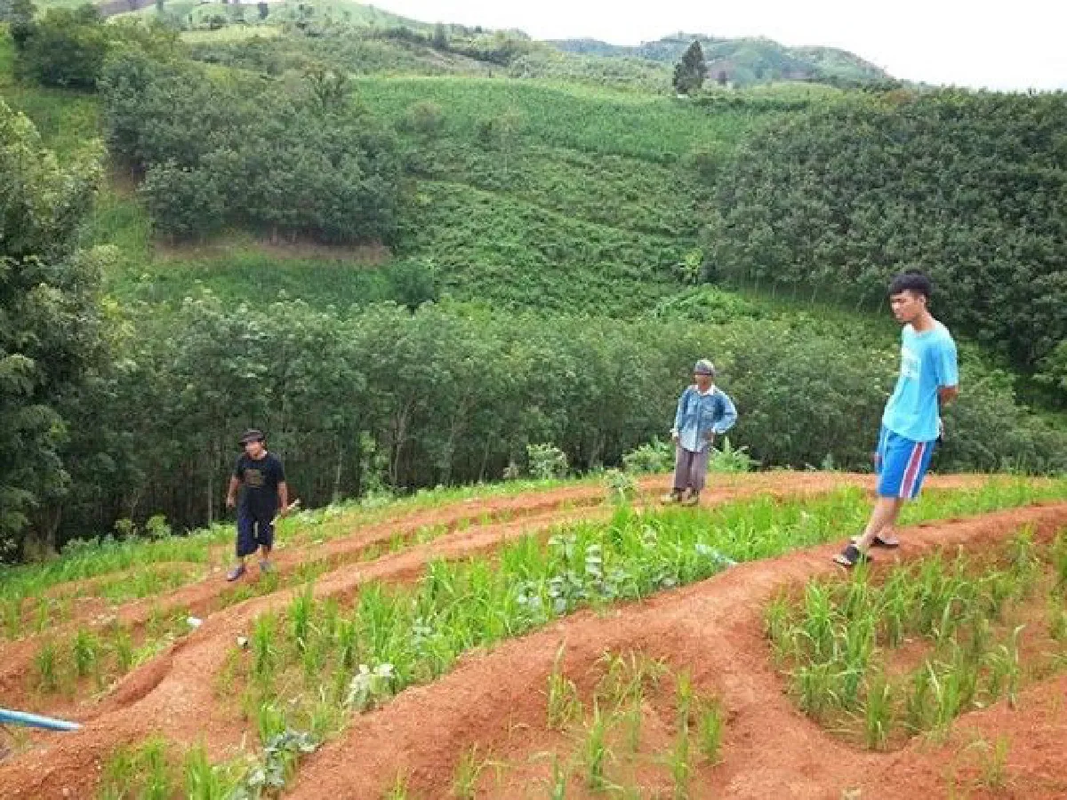 เผยภาพความเปลี่ยนแปลง "เขาหัวโล้นเพชรบูรณ์" หลังผ่านไป 1 ปี