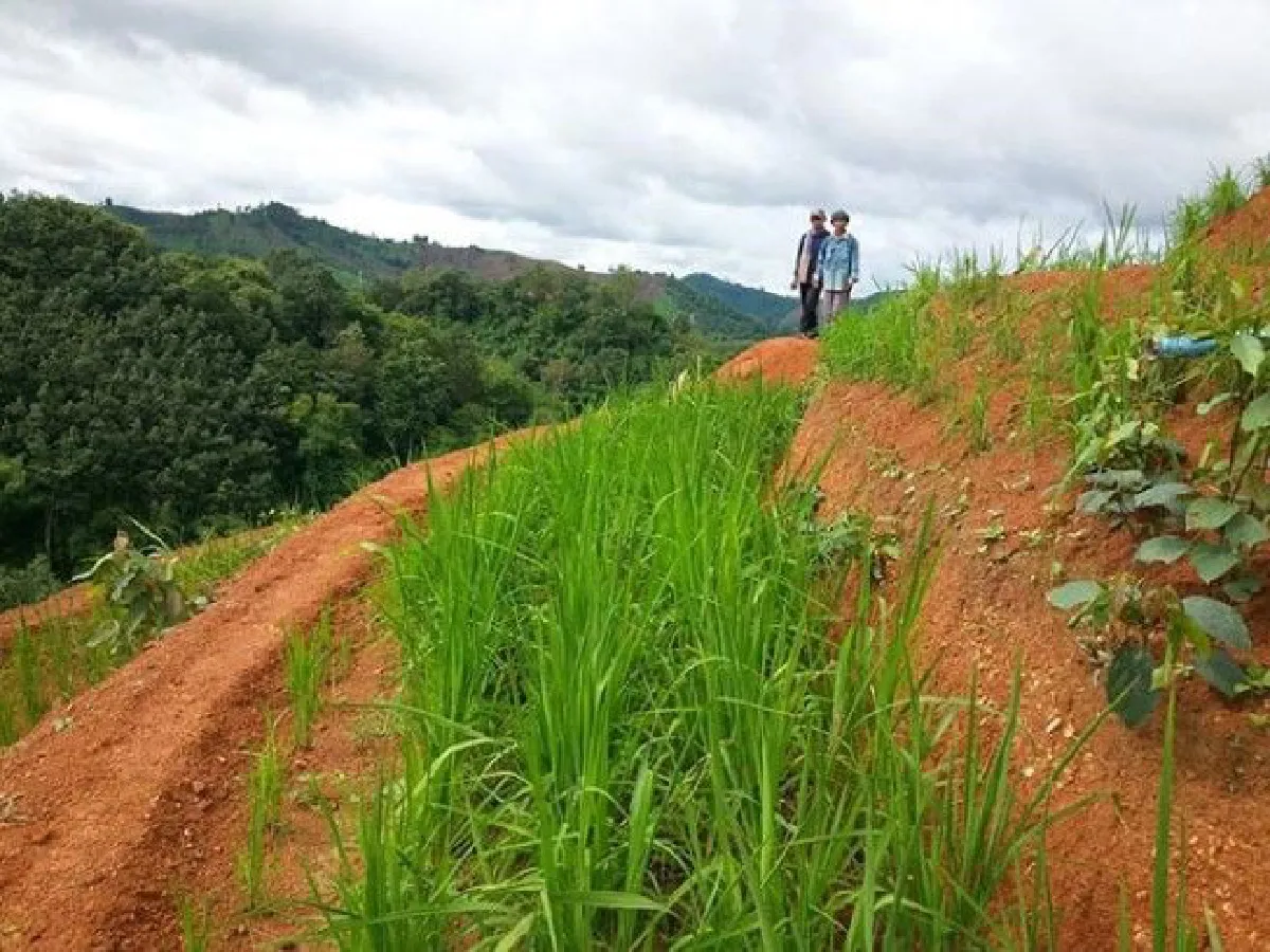 เผยภาพความเปลี่ยนแปลง "เขาหัวโล้นเพชรบูรณ์" หลังผ่านไป 1 ปี