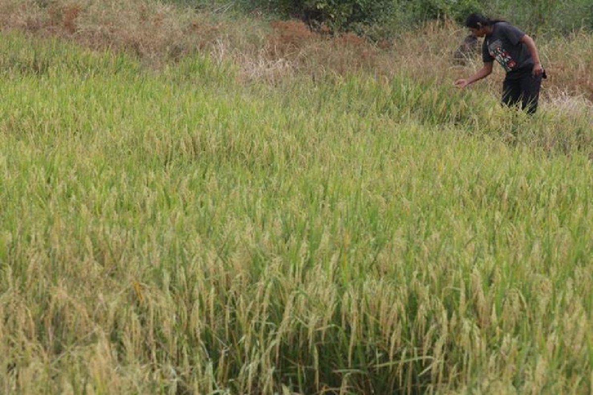 เกษตรหั่นพื้นที่ปลูกข้าว ตั้งเป้า5.2ล้านไร่ เกษตรหั่นพื้นที่ปลูกข้าว ตั้งเป้า5.2ล้านไร่