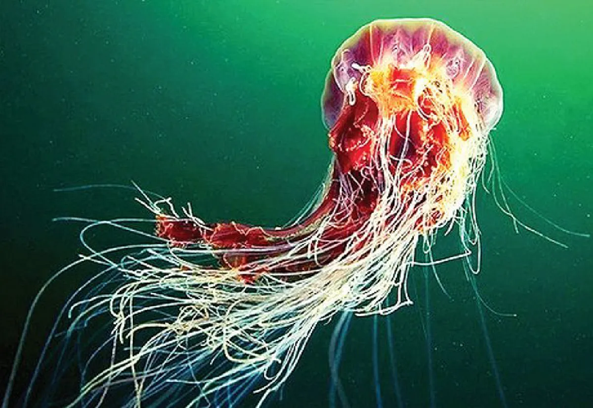 ศิลปินตัวจริงแห่งท้องทะเล