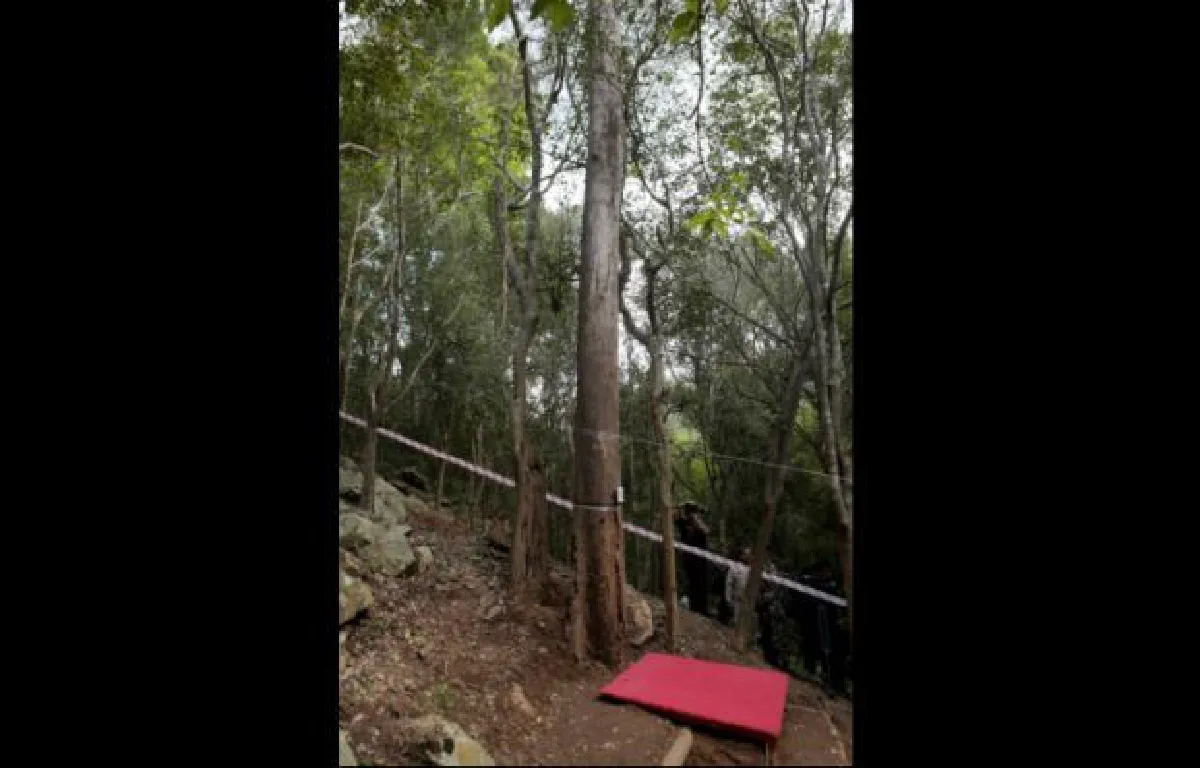 Sandalwood tree cutting ceremony held for royal coffin