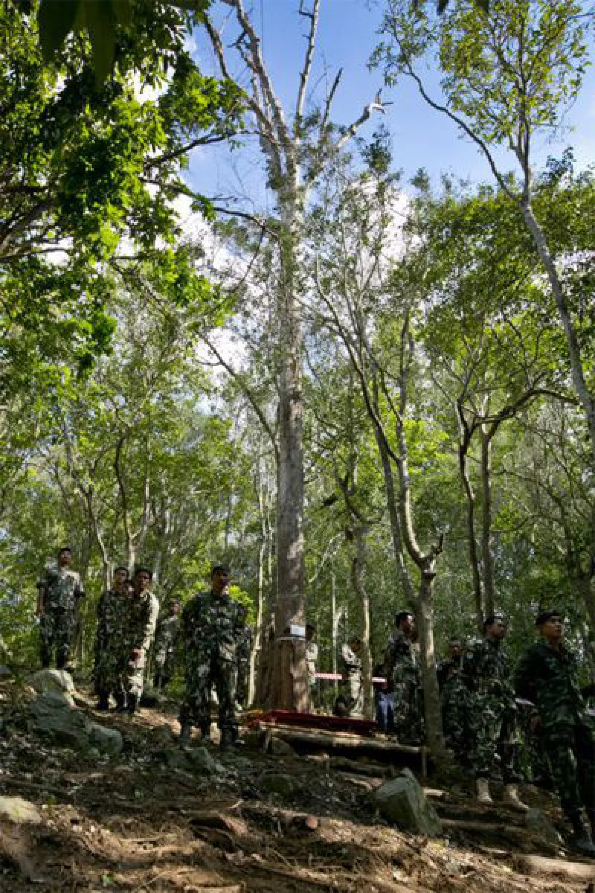 อุทยานฯเตรียมแปรรูปไม้จันทน์ ส่งช่างสิบหมู่สร้างพระบรมโกศ
