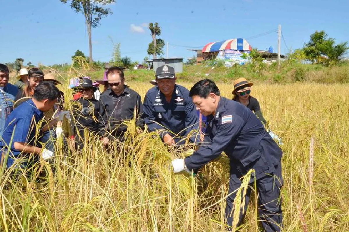 ผู้กำกับโรงพักแบ่งที่นาปลูกข้าวกินเองตามรอยพ่อหลวง