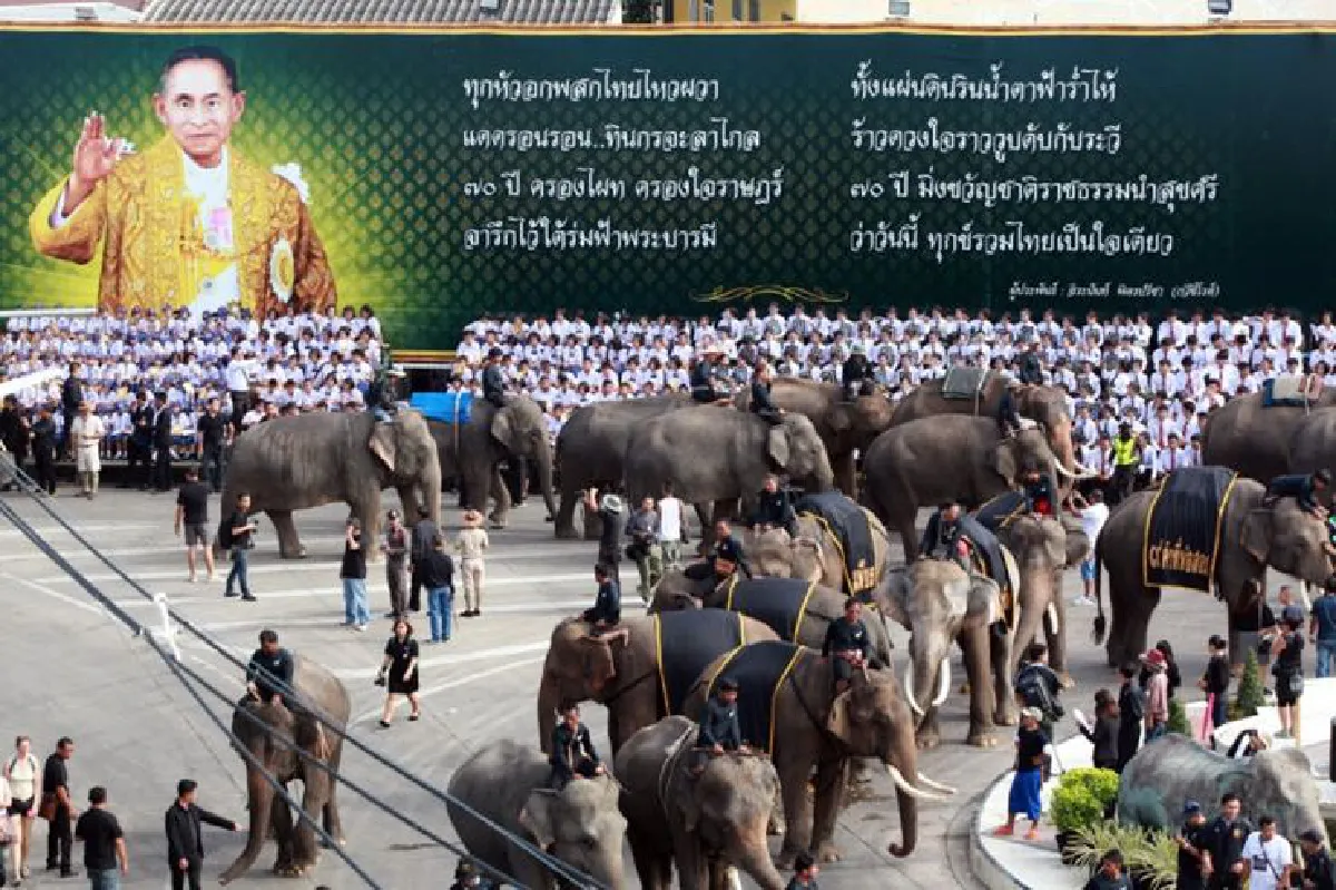 ชาวสุรินทร์นำช้าง189เชือกร่วมอาลัยในหลวงร.9 (มีคลิป)