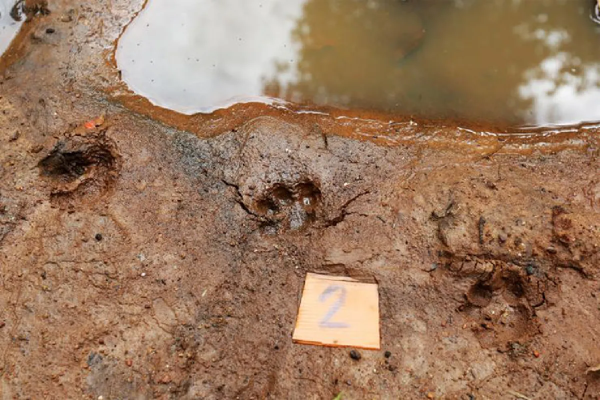 ตามรอยผู้พิทักษ์ ‘ผืนป่าตะวันตก’