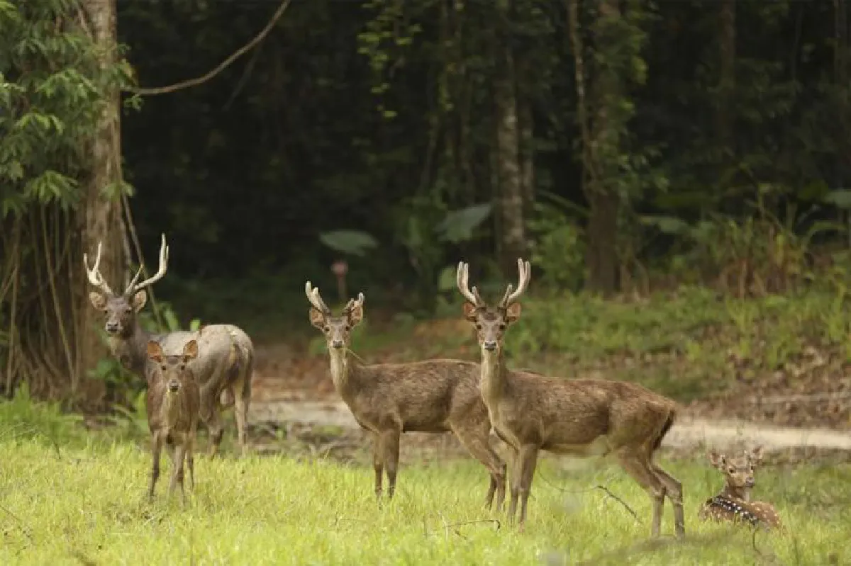 มุมพักใจ พูลแมน เขาหลัก คาทิลิยา
