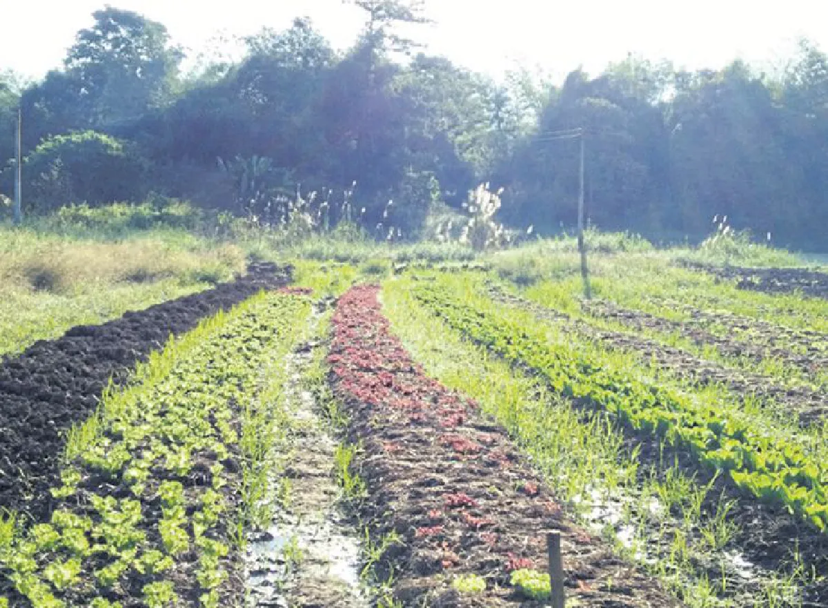 ไกร ชมน้อย เกษตรศิลปินผู้ตามรอยพ่อ