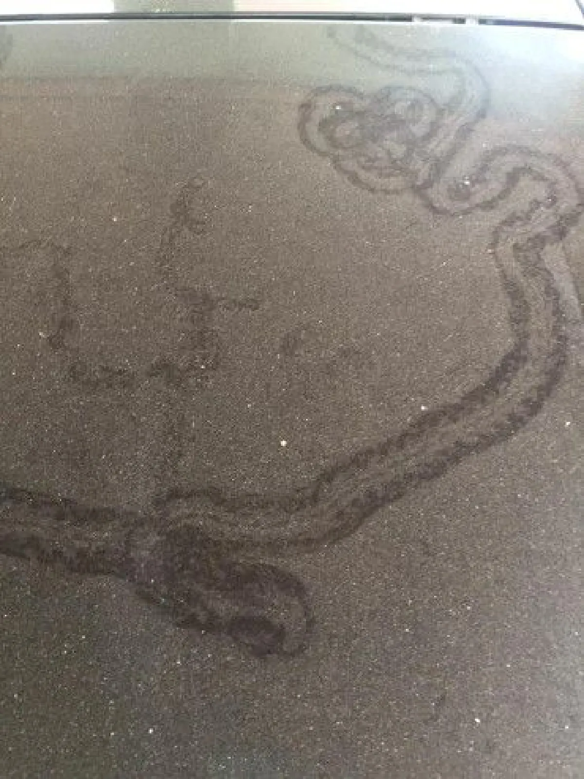 ชมชัดๆเบื้องหลัง"รอยพญานาคบนฝากระโปรงรถ" ที่แท้แค่แมลงคลาน