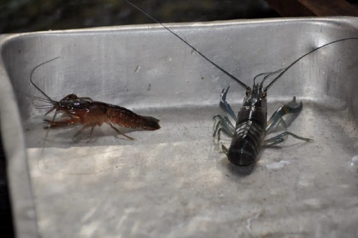 สาวโคราชทิ้งชีวิตเมืองกรุง หันกลับบ้านเกิดเพาะกุ้งก้ามแดงขายรายได้งาม