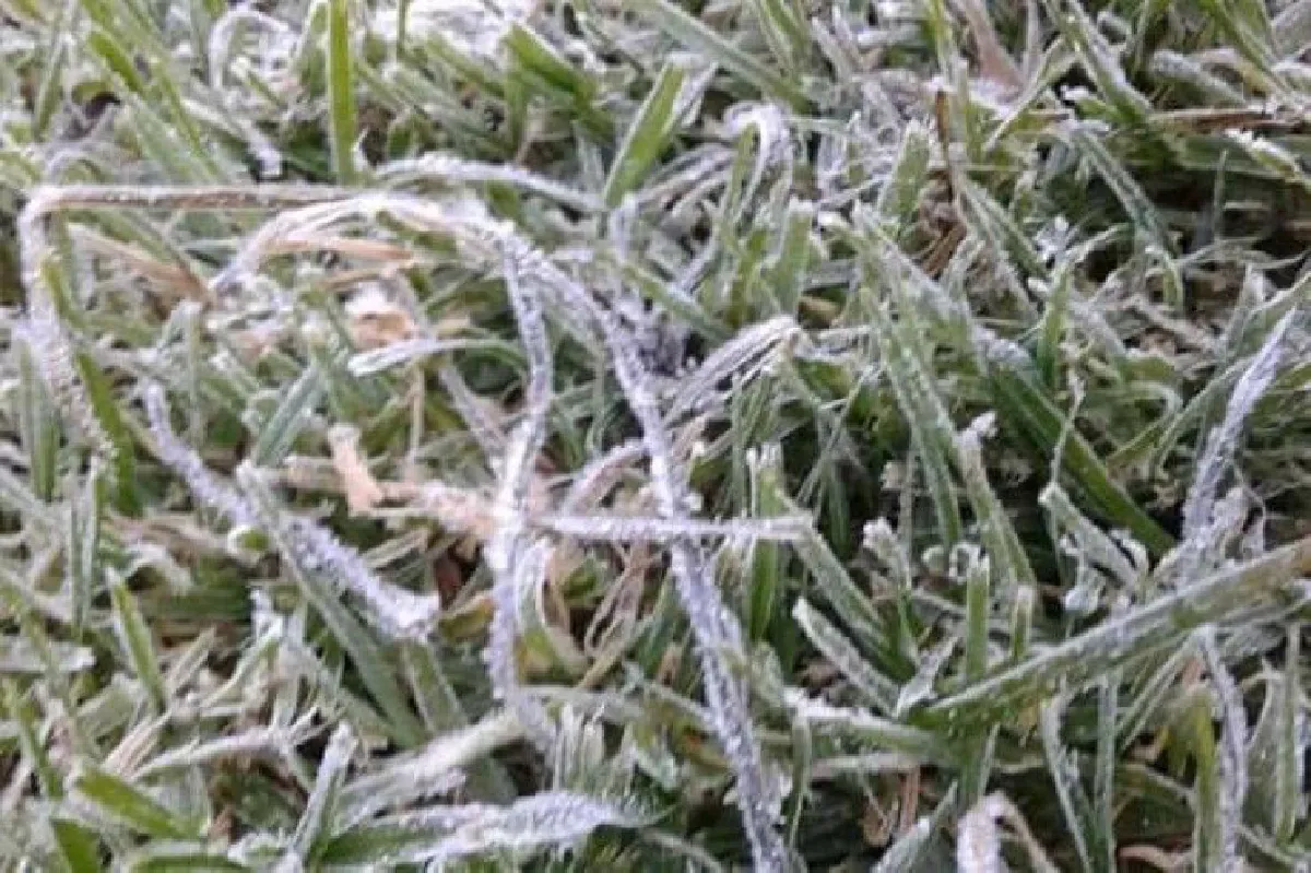 อินทนนท์เกิดน้ำค้างแข็งครั้งแรกของปีให้นักท่องเที่ยวได้ยลโฉมแล้ว