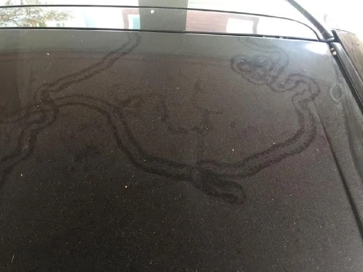 ชมชัดๆเบื้องหลัง"รอยพญานาคบนฝากระโปรงรถ" ที่แท้แค่แมลงคลาน