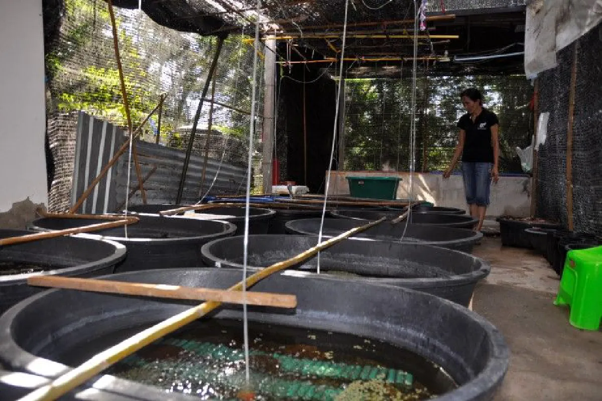 สาวโคราชทิ้งชีวิตเมืองกรุง หันกลับบ้านเกิดเพาะกุ้งก้ามแดงขายรายได้งาม