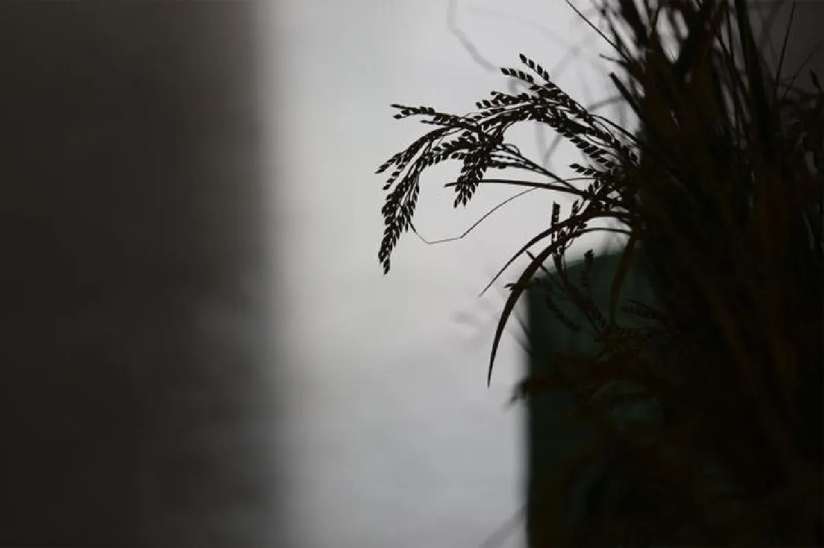 เมล็ดข้าว แปรรูปสร้างมูลค่าได้อย่างมหาศาลมากกว่าที่เราคิด