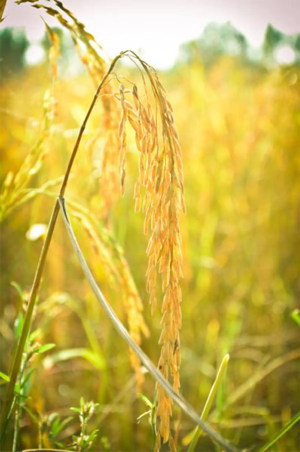 เมล็ดข้าว แปรรูปสร้างมูลค่าได้อย่างมหาศาลมากกว่าที่เราคิด