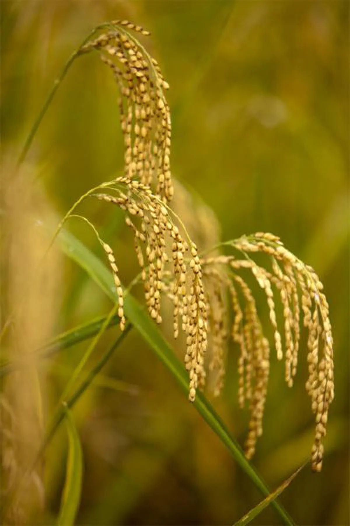 เมล็ดข้าว แปรรูปสร้างมูลค่าได้อย่างมหาศาลมากกว่าที่เราคิด