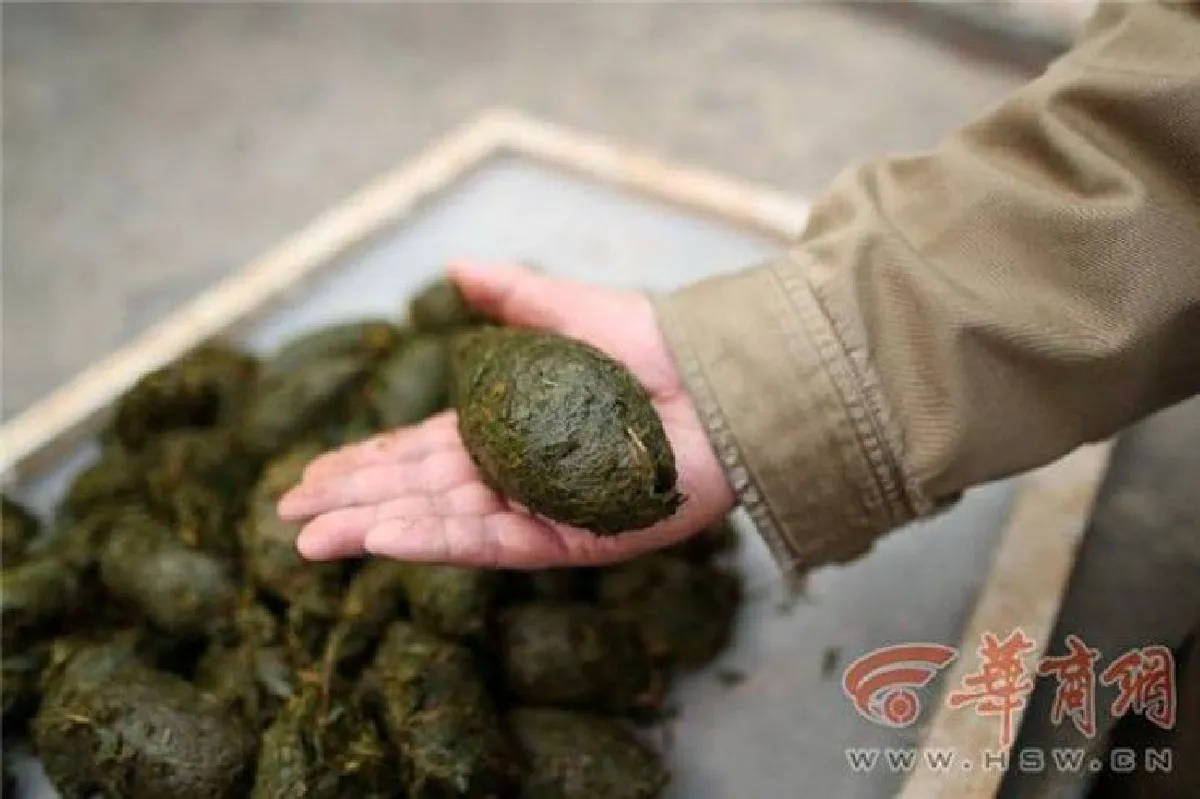 ครูเกษียณชาวจีนใช้เวลาว่างเปลี่ยนอึแพนด้าเป็นกระดาษ