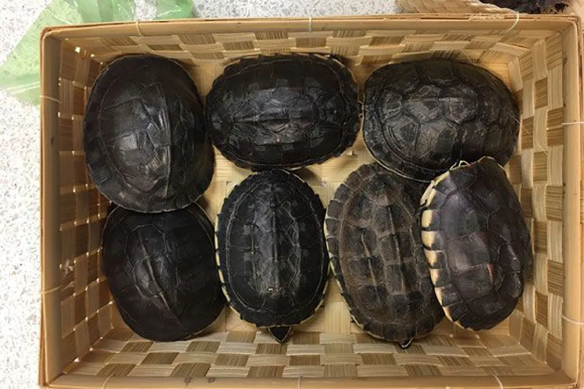Single mum caught with lizards and turtles at airport