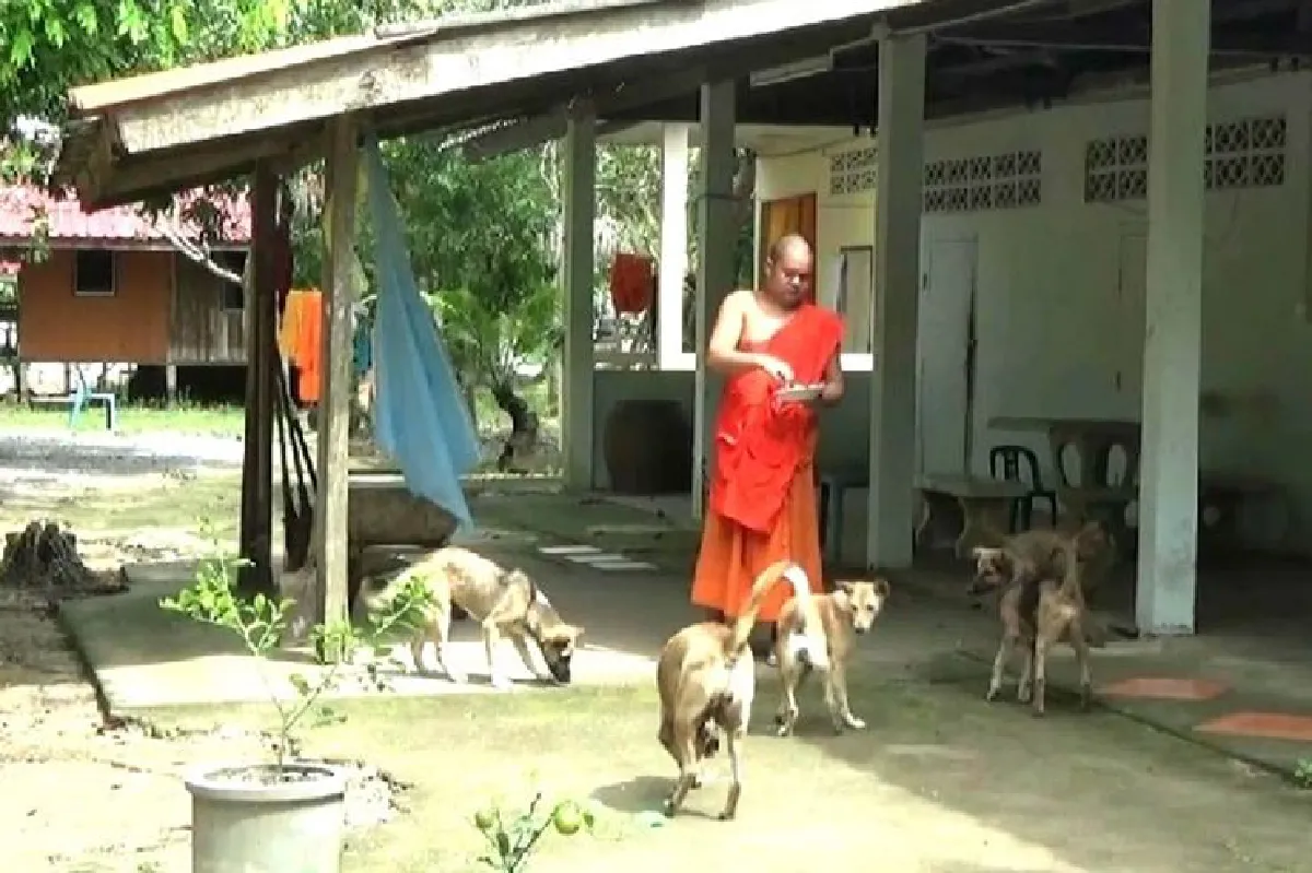 วัดขึ้นป้ายประชดชาวบ้านทิ้งหมาแมวเป็นภาระพระเณร