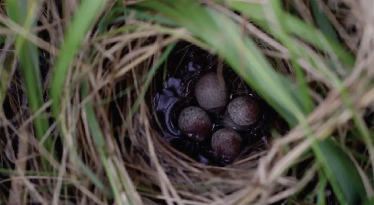 บ้านของสัตว์ ตอน ทำเล